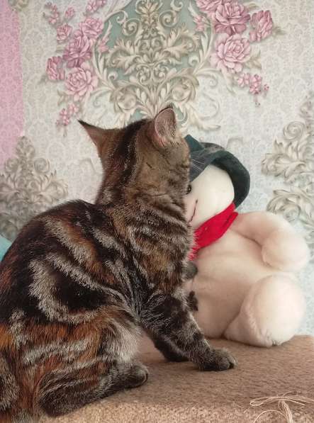 Котенок экзот девочка в Челябинске фото 12