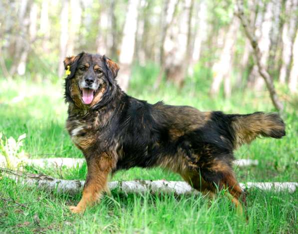 Прекрасная собака Парма ищет семью в Москве фото 23