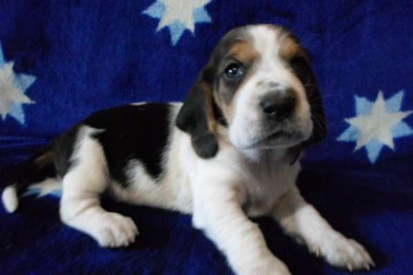 Щенки Бассет-хаунд в Армавире фото 58