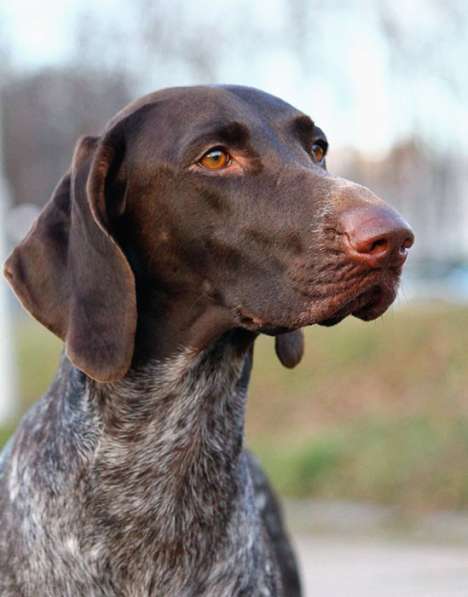 Щенки курцхаара в Санкт-Петербурге фото 19