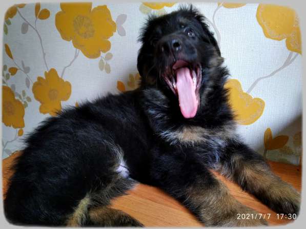 Продам щенков Д/Ш немецкой овчарки в Абакане