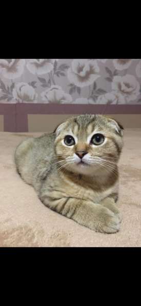 Шотландские котята в Сочи