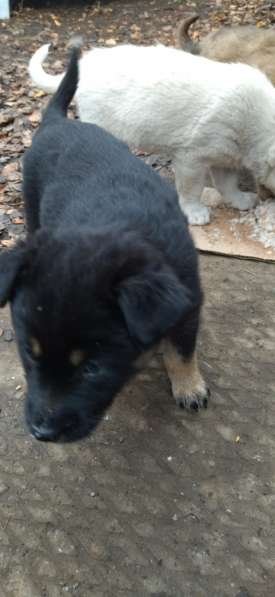 Щенки ищут дом в Москве фото 14