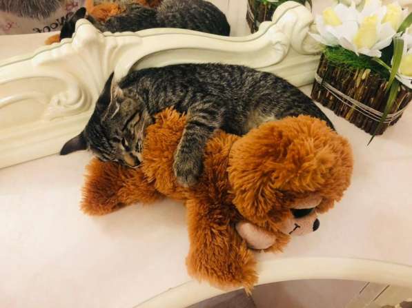 Мурлыка-котенок с дефектом глазика очень ищет дом в Санкт-Петербурге фото 31