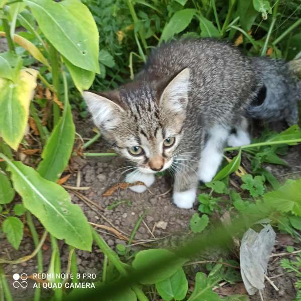 Отдам в добрые руки замечательных котят в Орехово-Зуево фото 3