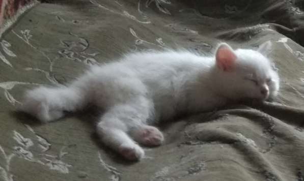 Очаровательный котёночек-мальчик - в заботливые руки в Багаевского фото 12