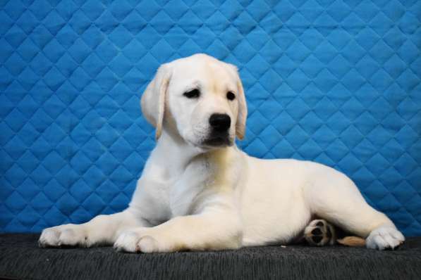 ПАТТИ ОСЕННЯЯ СКАЗКА в Москве