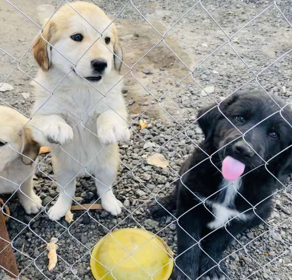 Щеночки помесь бурят-монгольского волкодава в добрые руки в Москве фото 8