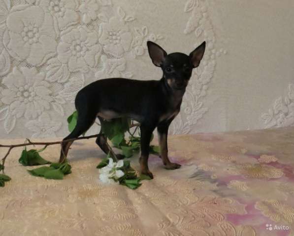 Щенки Русского Той терьера в Красноярске фото 13