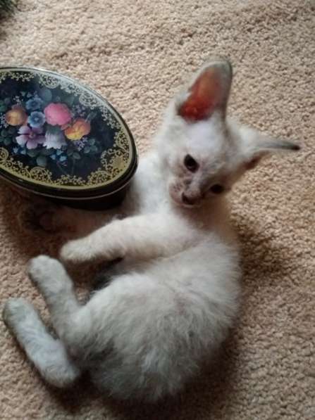 Элитный кудрявый котенок Герман-Рекс мальчик в Санкт-Петербурге фото 30