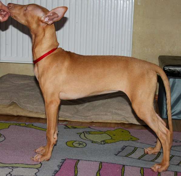 Щенки Фараоновой собаки в Санкт-Петербурге фото 19