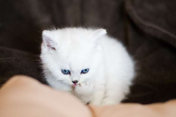 Продам шотландских котят шиншиллв затушованной серебром в фото 6