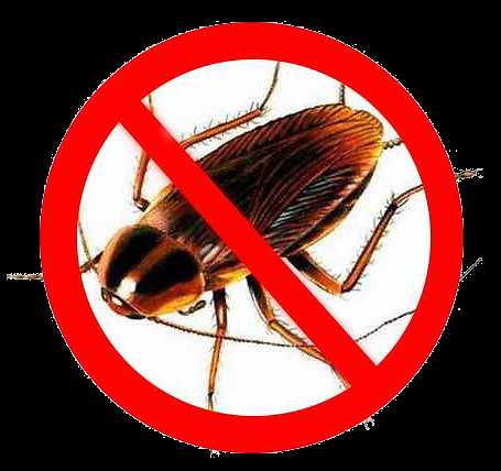 Травлю тараканов. С гарантией до 3 лет. Профессионально в Москве фото 4