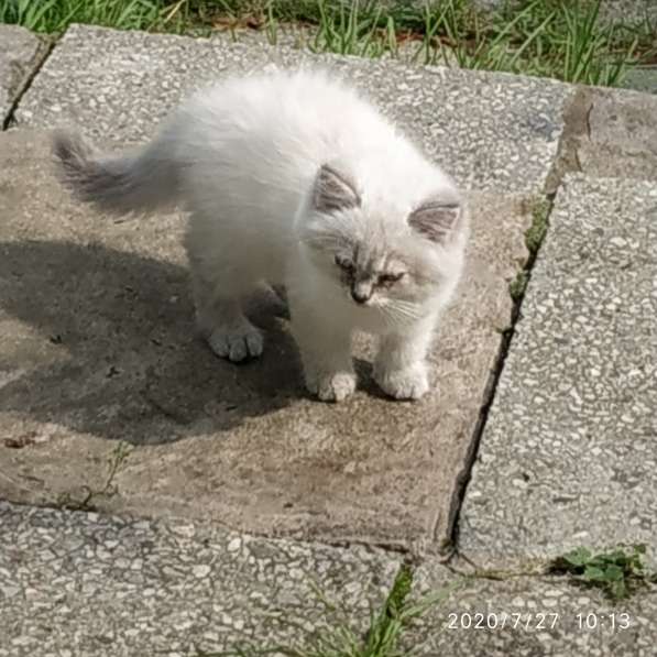 Котята в добрые руки в Калуге фото 6