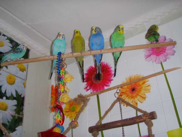 Волнистые попугаи(бронь на птенцов)