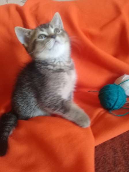 Шотландские котята в Евпатории фото 7