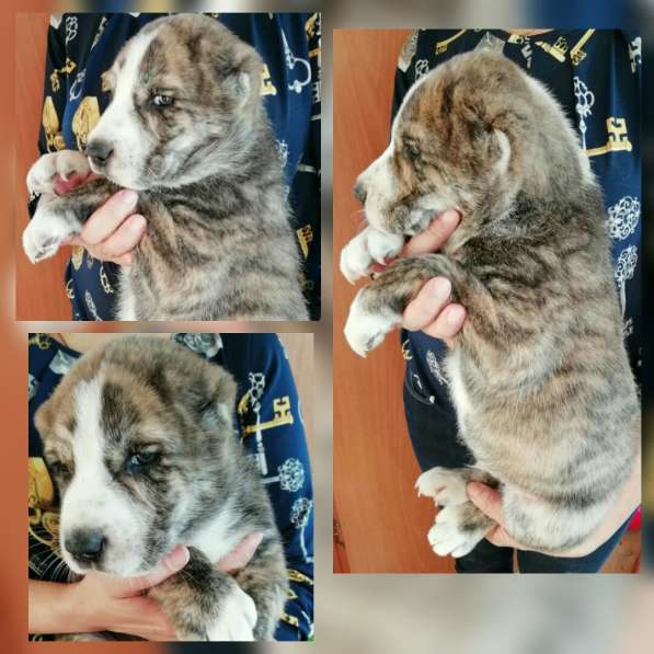 Продам щенков САО в Санкт-Петербурге фото 6