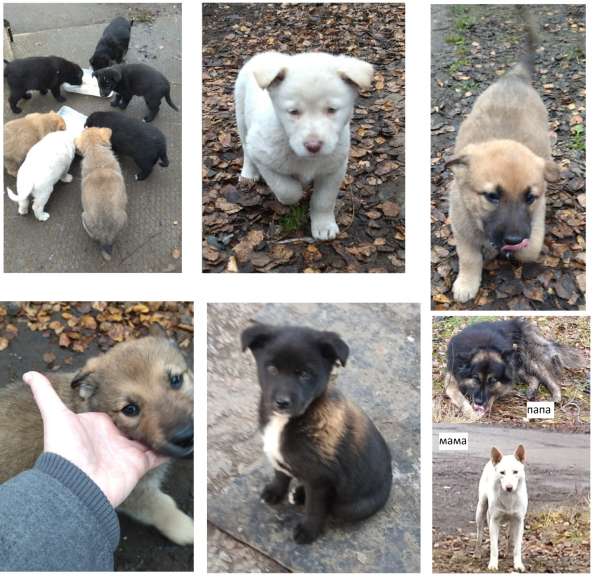 Щенки ищут дом в Москве фото 15