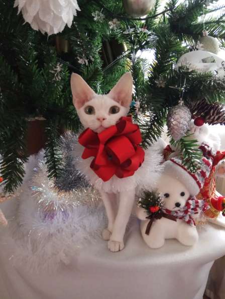 Девон-рекс котята, питомник Улан-Удэ в Улан-Удэ фото 5