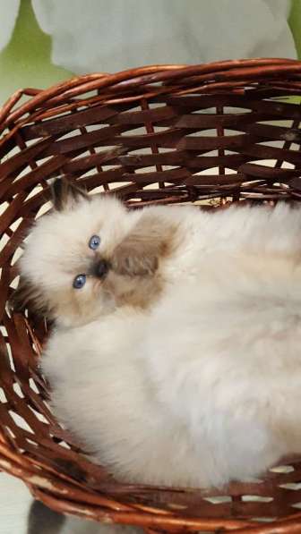 МАМОЧКИН СИБИРЯК в Москве фото 7