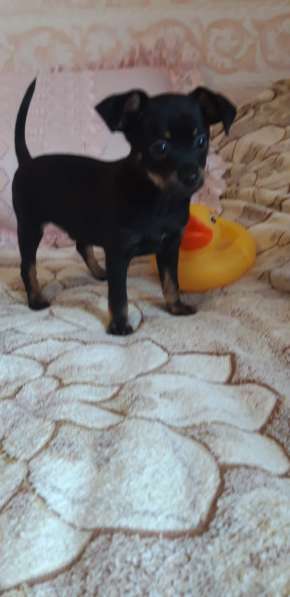 Тойчик мальчик в Москве