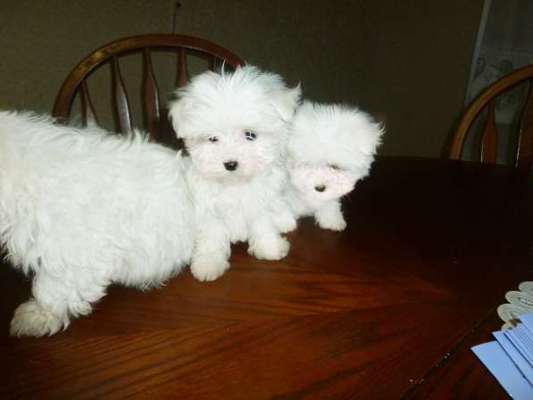 Элитные собачки в Балаково фото 29