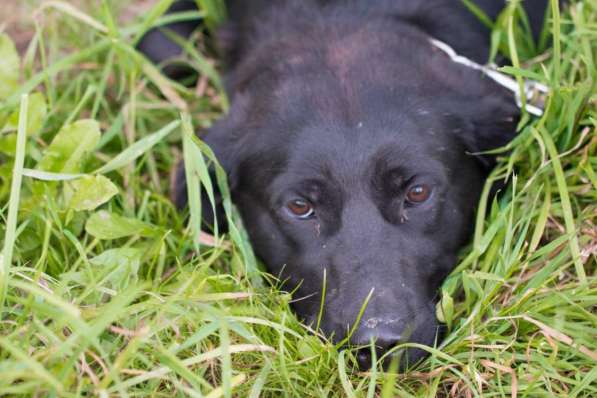 Метис лабрадора ищет хозяев в Москве фото 8