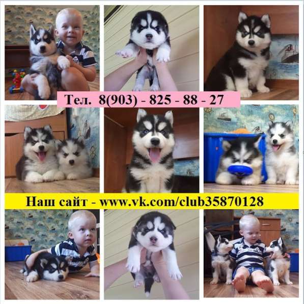 Щеночки сибирской Хаски !.Голубоглазые !!!!!!