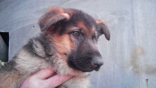 Щенок немецкой овчарки девочка с родословной в Симферополе