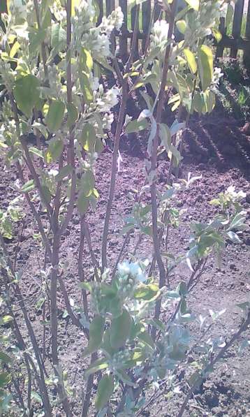 Саженцы и семена в Краснодаре фото 5