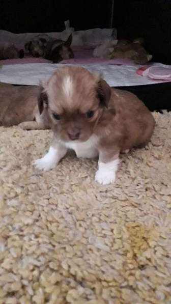 Chihuahua ❤❤❤ Один малыш ещё свободный в фото 9