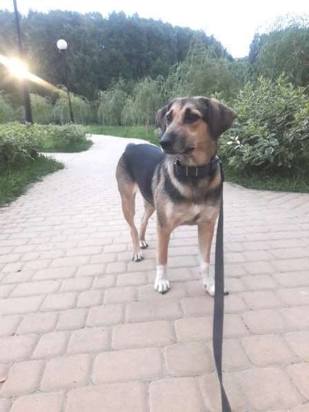 Собака в добрые руки в Москве фото 4