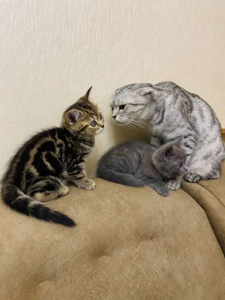 Шикарные шотландские котята в Симферополе фото 11