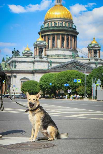 Городской, всему обученный пёс в Санкт-Петербурге фото 66