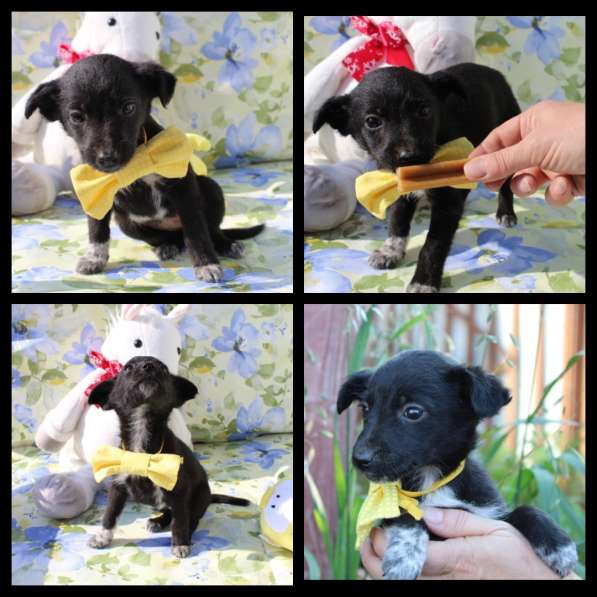 Щенки банда целая в добрые руки в Москве фото 3