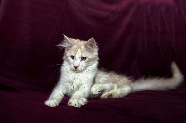 Котёнок мейн-кун в фото 6
