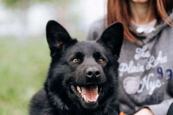 Чак - идеальная собака для любой семьи! в Москве