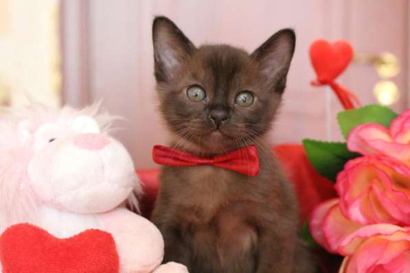 Бурманские котята в Санкт-Петербурге фото 9