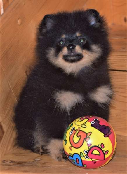 Красавчик в Москве фото 6