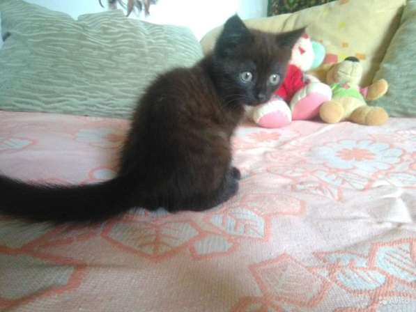 Котенок сибирской породы в Кургане фото 13
