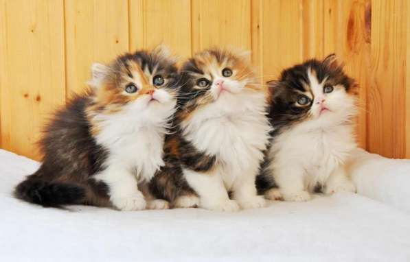 Шотландские висоухие котята из питомника в Екатеринбурге фото 9