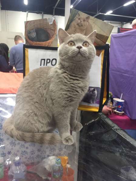 Британская короткошерстная