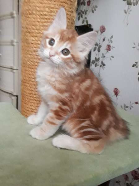 Котята курильский бобтейл в Фрязине фото 13
