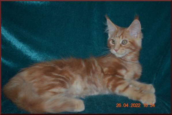 Роскошный черный котик мейн-кун из питомника в Астрахани фото 51