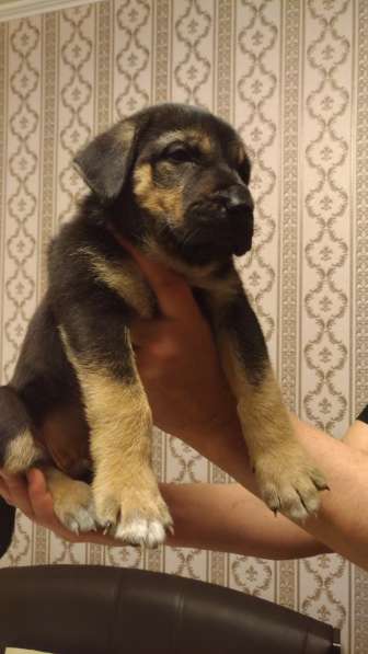 Щенки Алабая в Москве фото 5