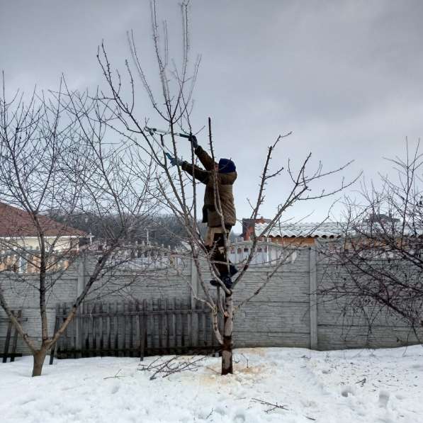 Спил и обрезка деревьев в Москве фото 4