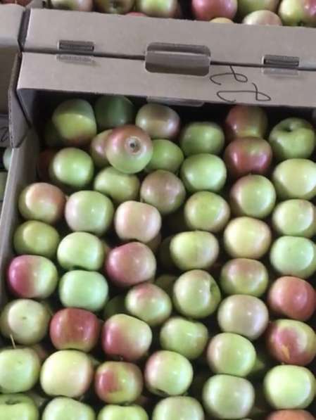 Яблоки Фуджи в Краснодаре