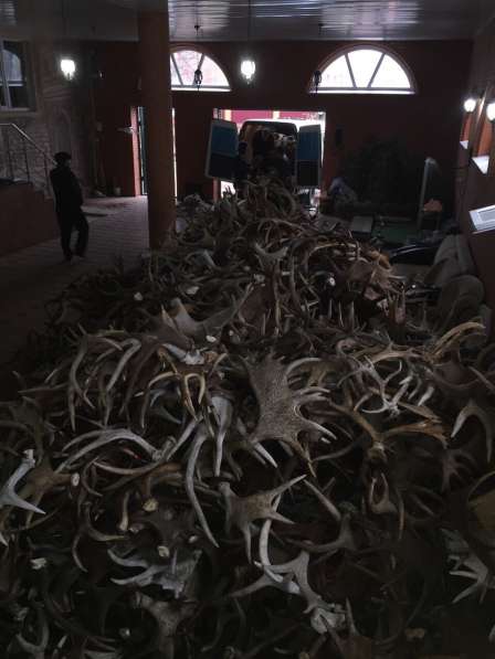 Продам рога лося 20 тонн в Ульяновске