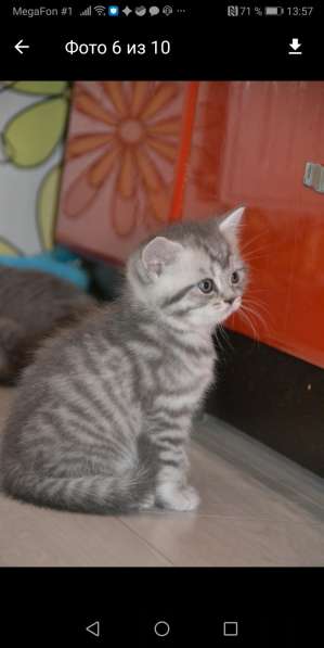 Продаётся шотландский прямоухий котёнок в Санкт-Петербурге фото 3
