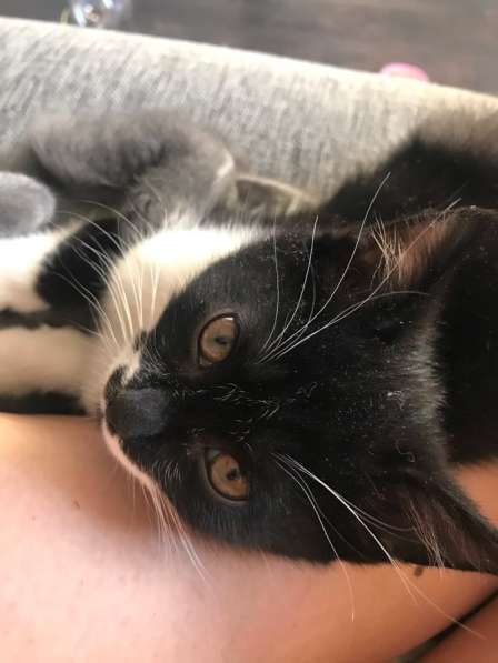 Отдам Бэтмена в добрые руки в Москве фото 3